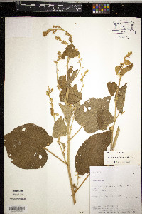 Abutilon ramiflorum image
