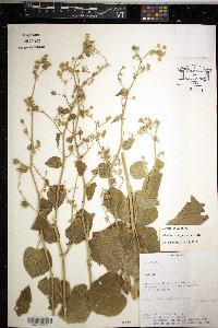 Media resource of Abutilon ramiflorum