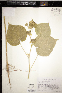 Abutilon theophrasti image