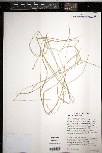 Carex festucacea image