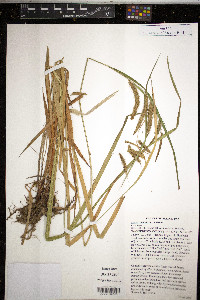 Carex gynandra image