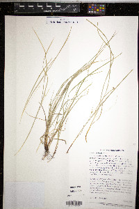 Carex jamesii image