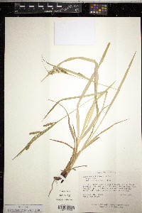 Carex davisii image