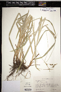 Carex hirtifolia image