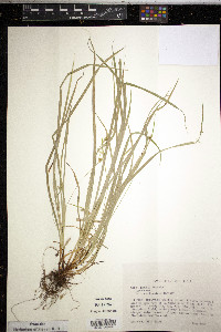 Carex jamesii image