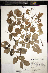 Thalictrum dasycarpum image