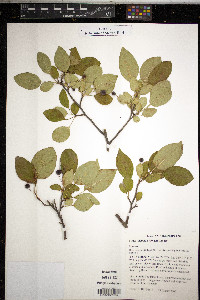 Malus sieboldii image