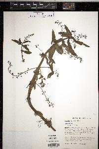 Veronica grandiflora image