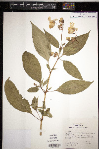 Impatiens glandulifera image
