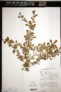 Berberis thunbergii image