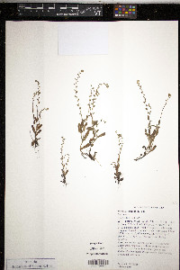 Myosotis micrantha image