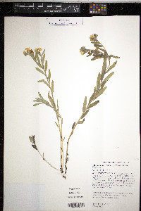 Lithospermum canescens image