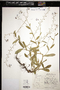 Myosotis sylvatica image