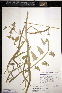 Homalocladium platycladum image