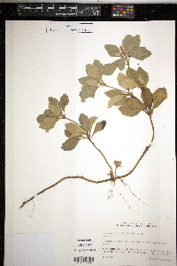 Pachysandra terminalis image