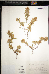 Dracocephalum parviflorum image