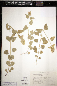 Agastache pallidiflora image