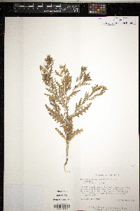 Mentzelia pumila image