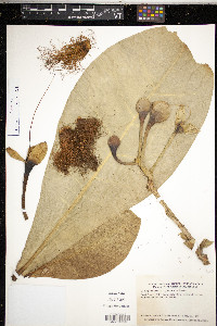 Barringtonia asiatica image