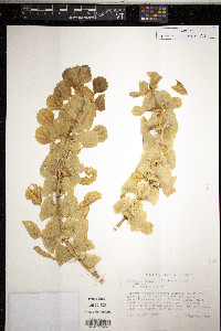 Moluccella laevis image