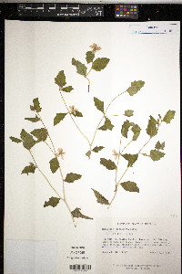 Mentzelia oligosperma image