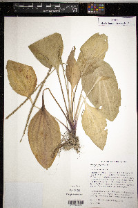 Plantago rugelii image