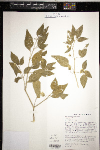 Physalis virginiana image