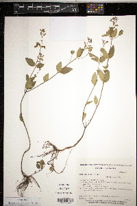 Cuphea racemosa image