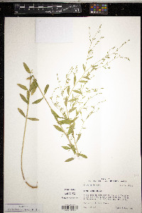 Linum striatum image