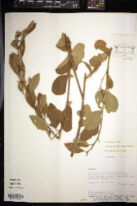 Cienfuegosia affinis image