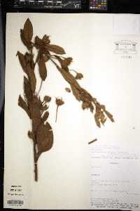 Cienfuegosia affinis image