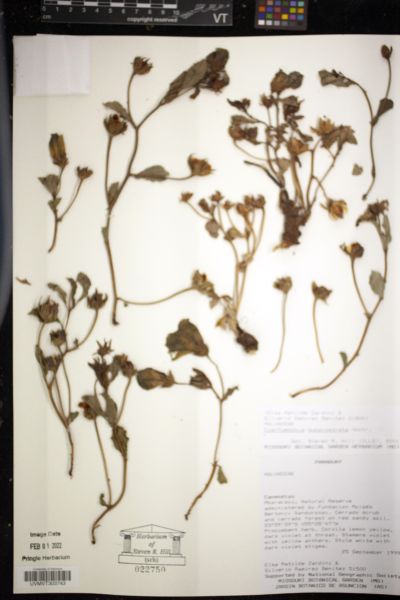 Cienfuegosia subprostrata image
