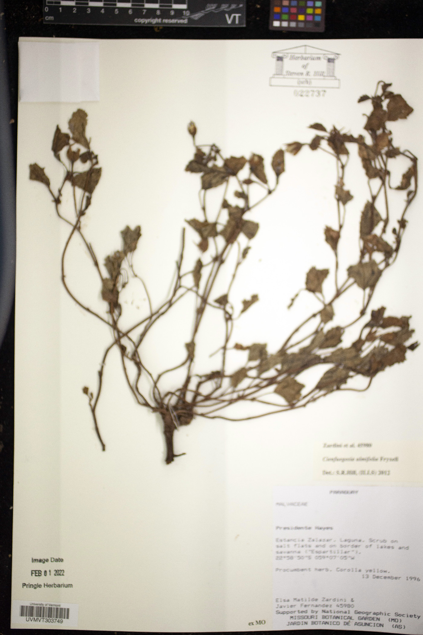 Cienfuegosia ulmifolia image