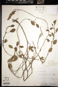 Cienfuegosia ulmifolia image