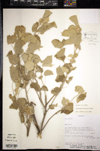 Dirhamphis balansae image