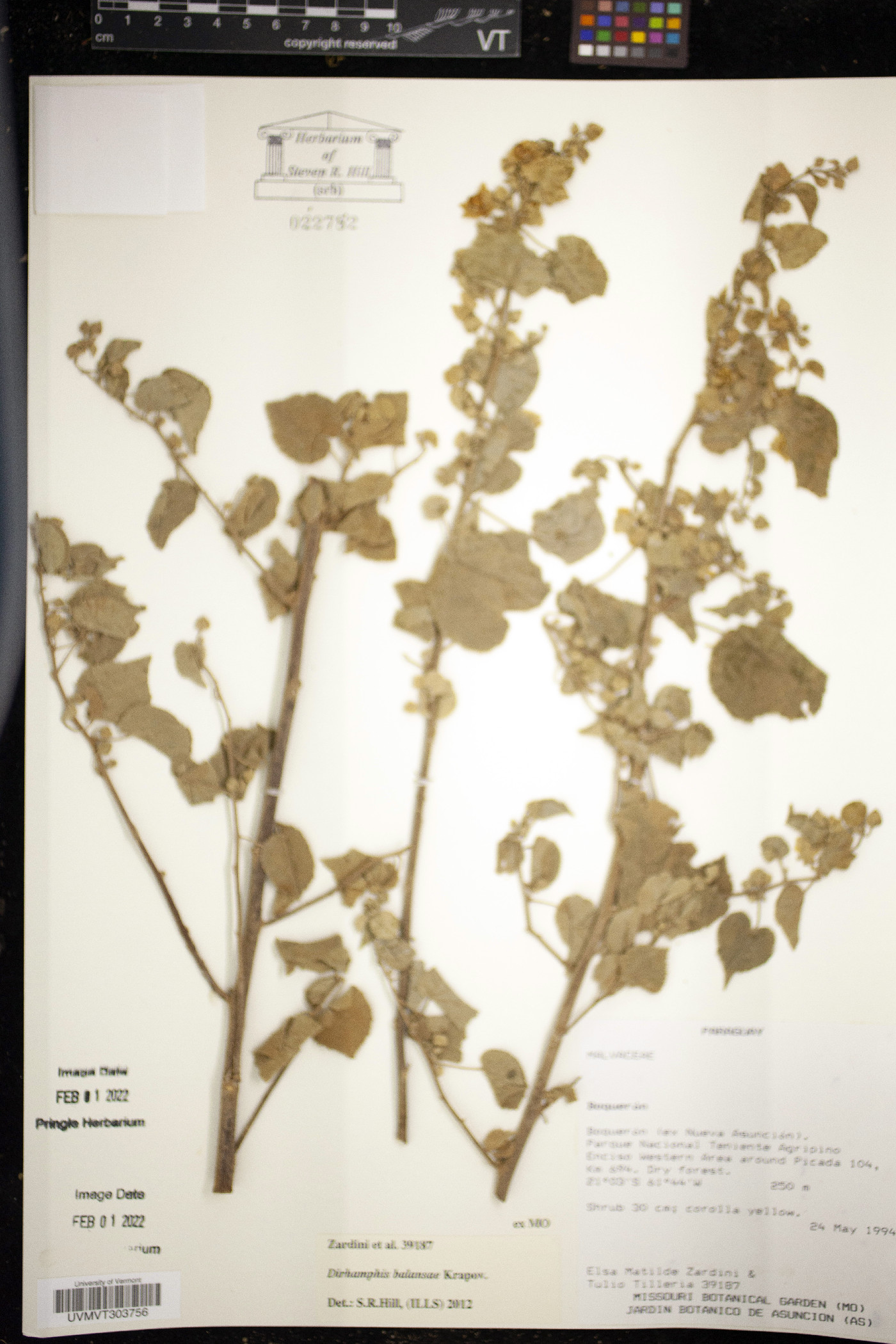 Dirhamphis image