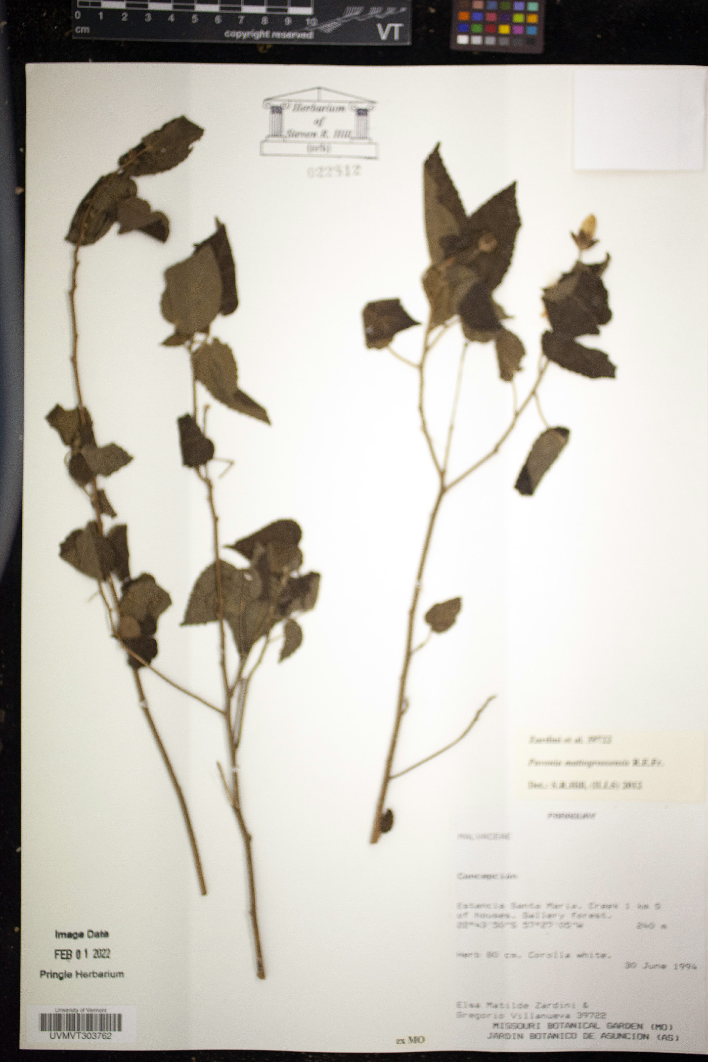 Pavonia mattogrossensis image