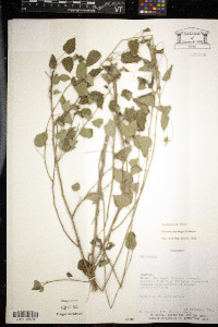 Pavonia hieronymi image