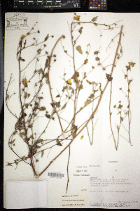 Pavonia hieronymi image