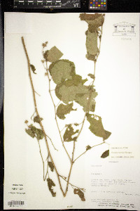 Pavonia narcissi image
