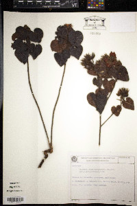 Pavonia rosa-campestris image