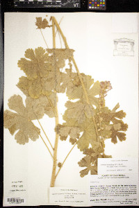 Media resource of Sidalcea gigantea