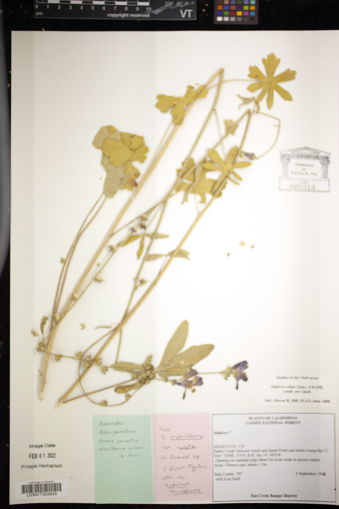 Sidalcea celata image