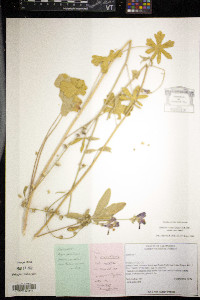Media resource of Sidalcea celata