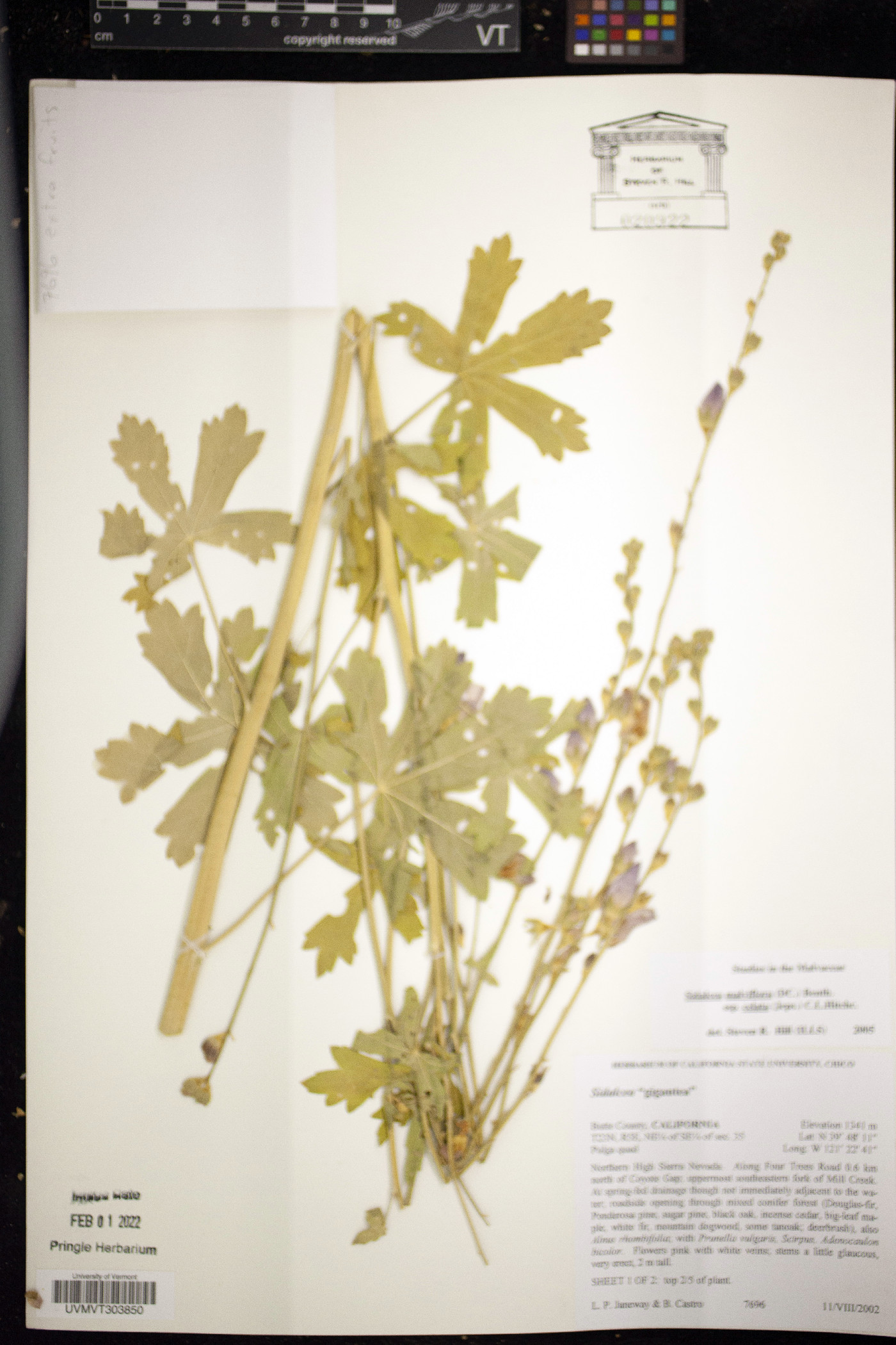 Sidalcea gigantea image