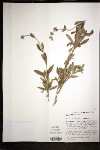 Salvia mellifera image
