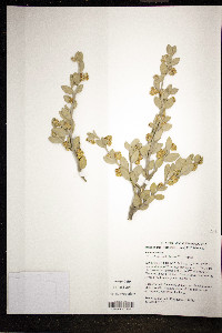 Simmondsia chinensis image
