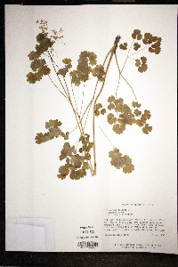 Thalictrum dioicum image