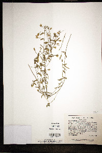 Stylisma patens image