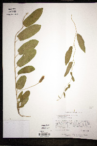 Calystegia spithamaea image